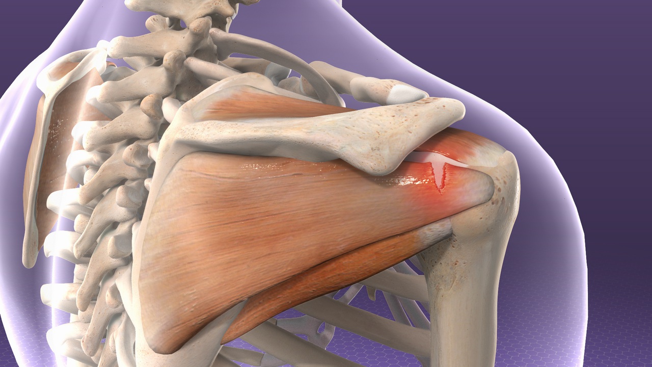 What is the Rotator Cuff?